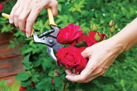 Cách giữ hoa tươi lâu khi cắm nhất có thể